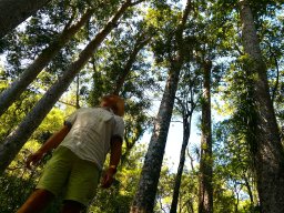 Kauri Trees, Neuseeland